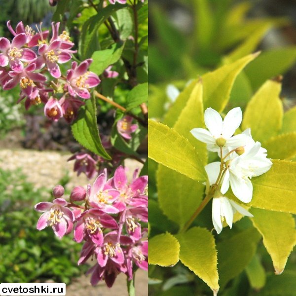 Цветок дейция – вечнозеленый кустарник: сорта, посадка и уход (с фото)