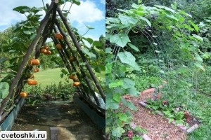 Плетистая тыква выращивание 32