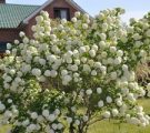 Насіння однорічних квітів квітучих все літо Насіння однорічних квітів квітучих все літо