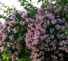 Насіння однорічних квітів квітучих все літо Насіння однорічних квітів квітучих все літо
