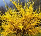 Насіння однорічних квітів квітучих все літо Насіння однорічних квітів квітучих все літо