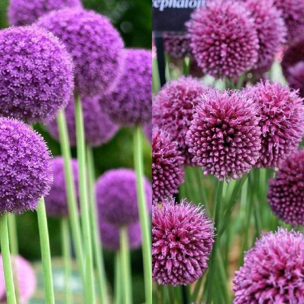 Allium (17)