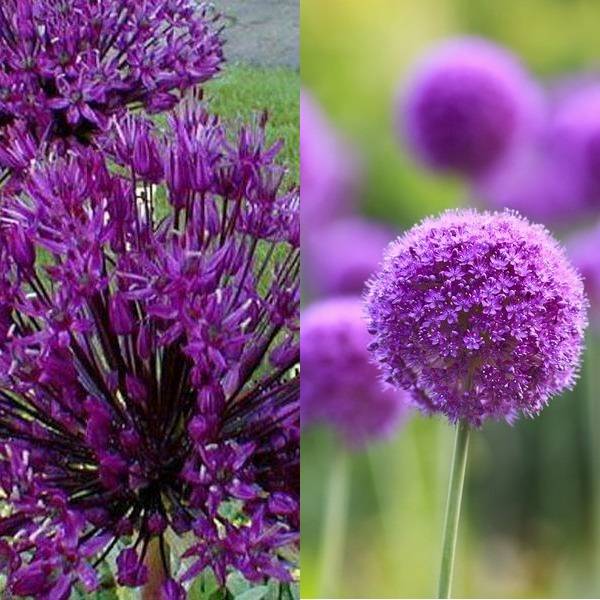 Allium (19)