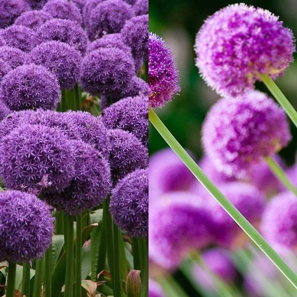 Allium (20)