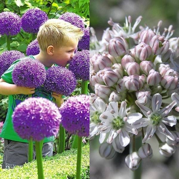 Allium (6)