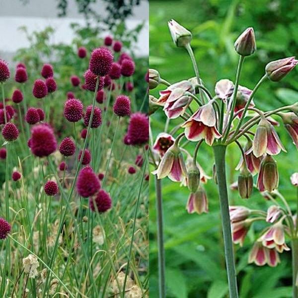 Allium (8)