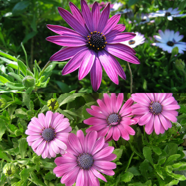 osteospermum (1)