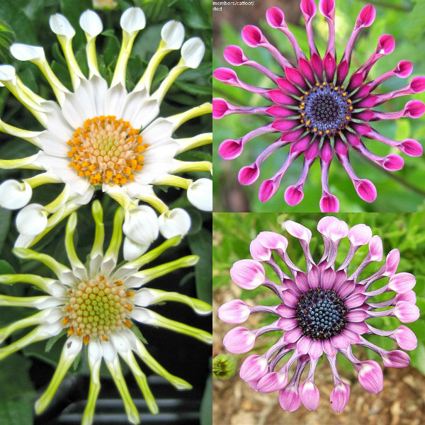 osteospermum (8)