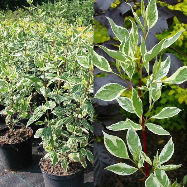 dyoren-belyj-sibirika-variegata (1)