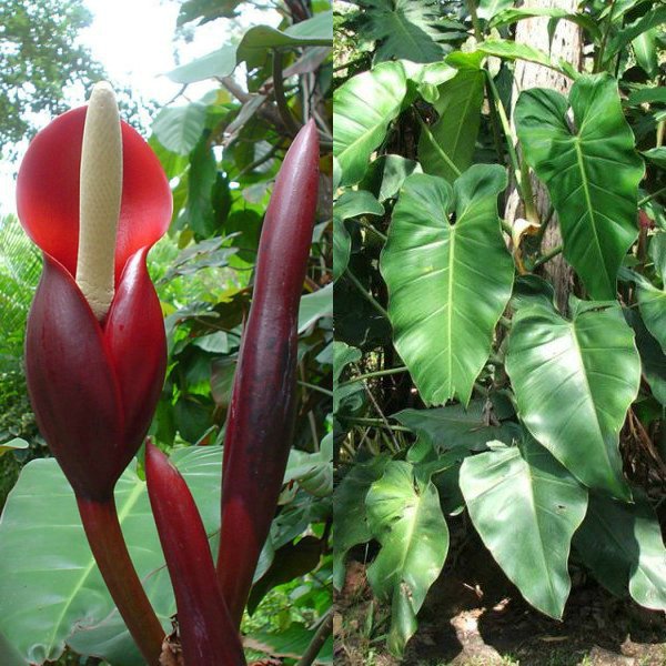 filodendron-krasneyushchij (3)