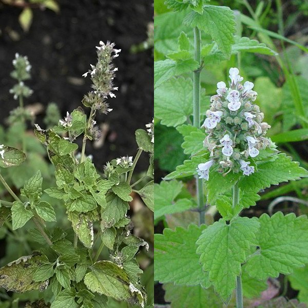 Котовник кошачий (Nepeta cataria): посадка кустарника и уход