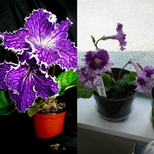 streptokarpus (13)