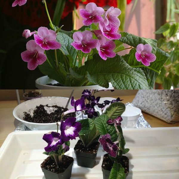 streptokarpus (5)