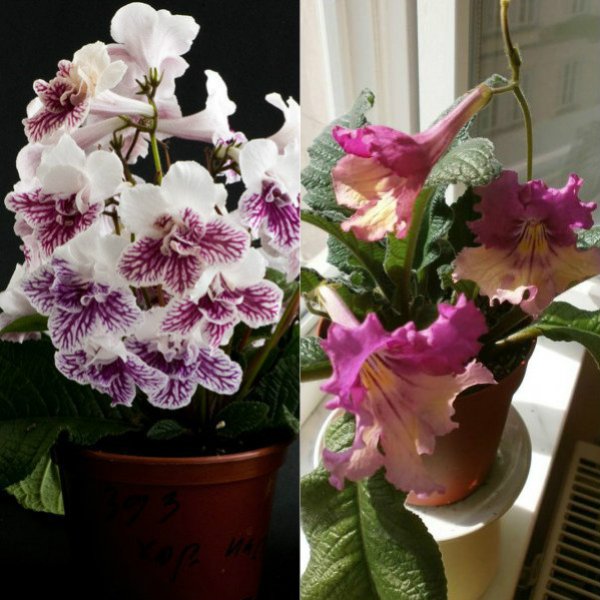 streptokarpus (8)