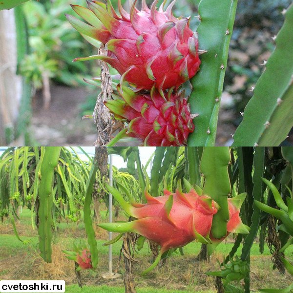 pitahajya (10)