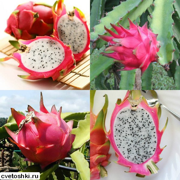 pitahajya (12)