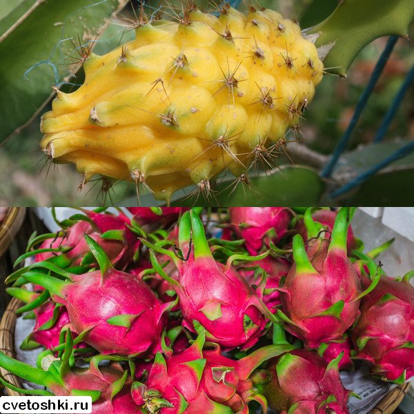 pitahajya (2)