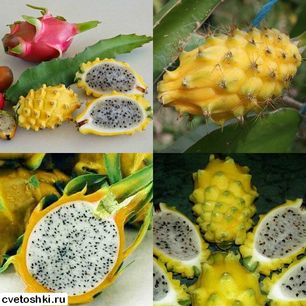 pitahajya (4)