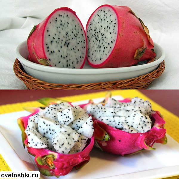 pitahajya (5)