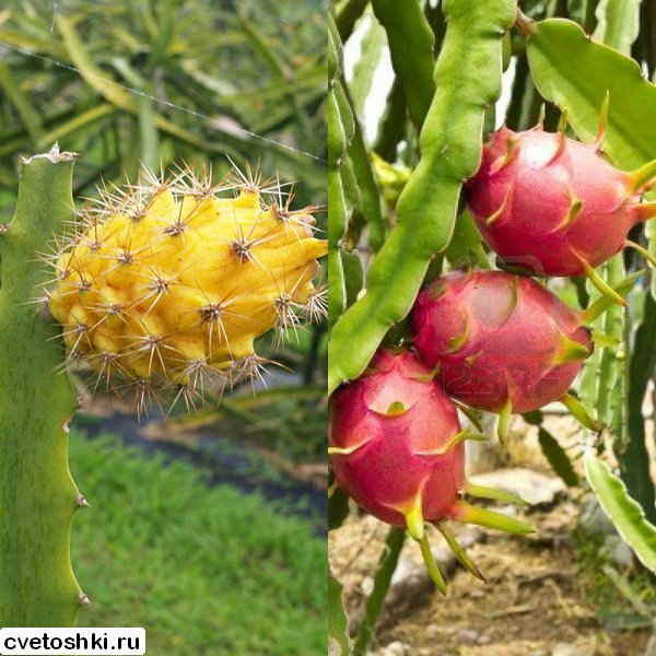 pitahajya (6)