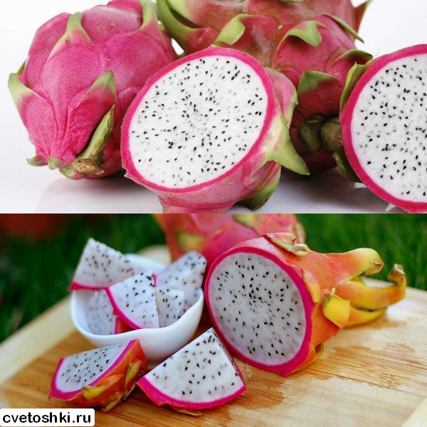 pitahajya (7)