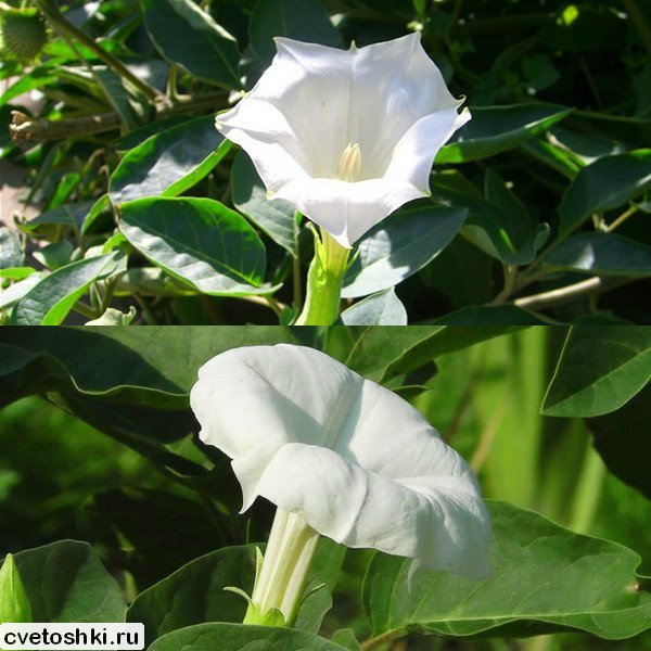 datura (1)