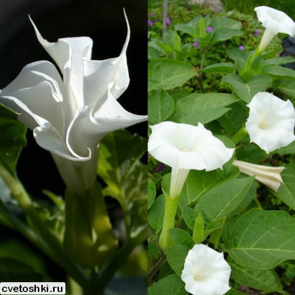 datura (2)