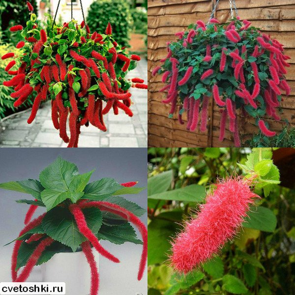 Acalypha hispaniolae (3)