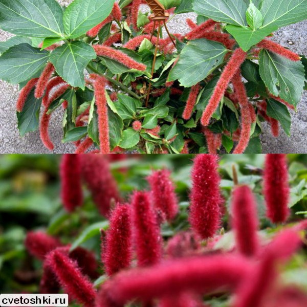 Acalypha hispaniolae (4)