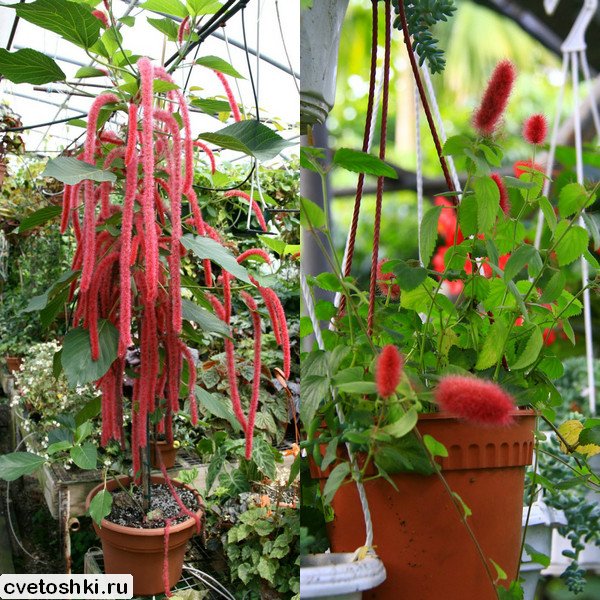 Acalypha hispaniolae (5)