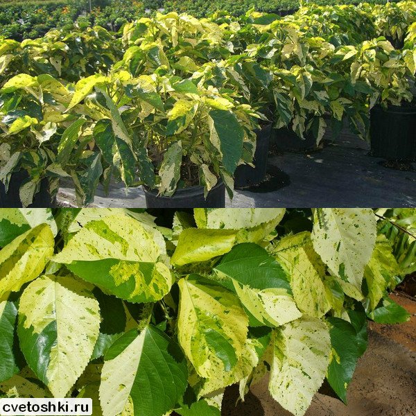 Acalypha variegata (2)