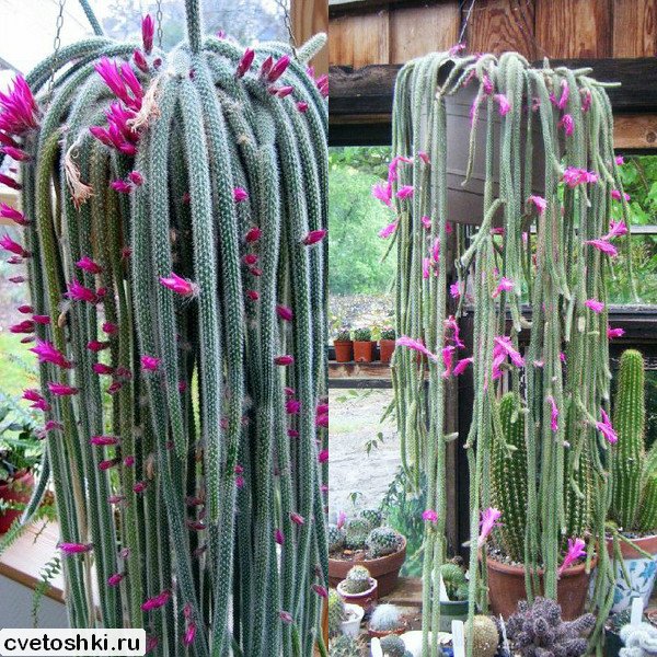 Aporocactus flagelliformis (3)