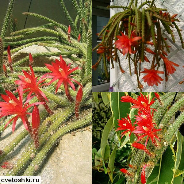 Aporocactus martianus