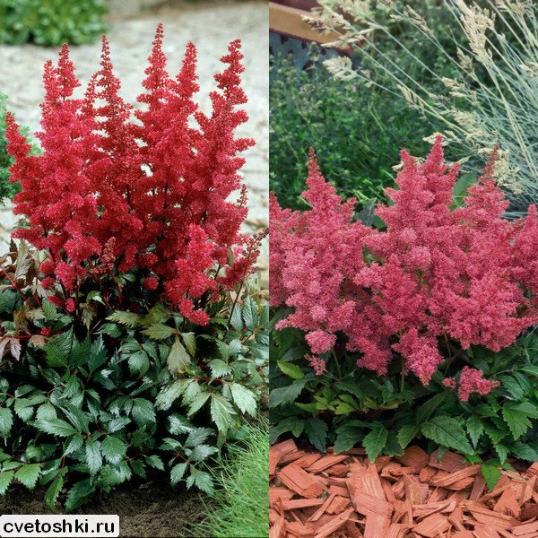 Astilbe Arendsii (1)