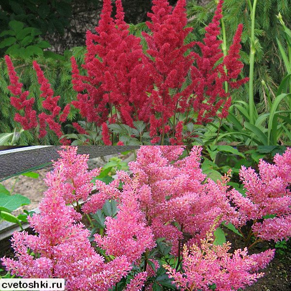 Astilbe Arendsii (2)