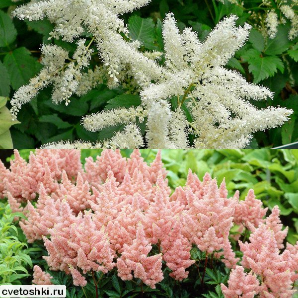 Astilbe Arendsii (3)