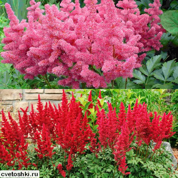 Astilbe Arendsii (4)