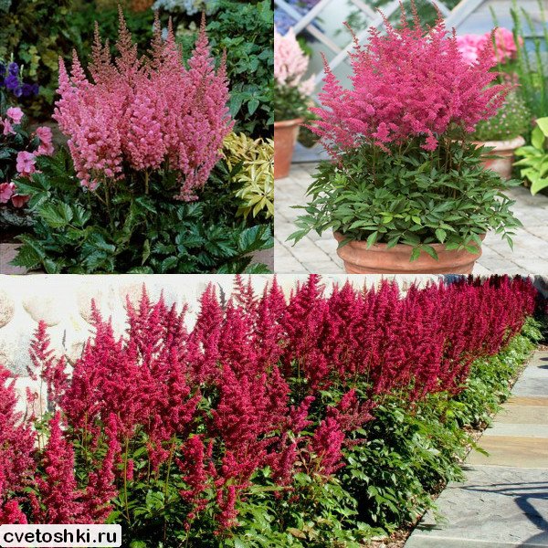 Astilbe Pink