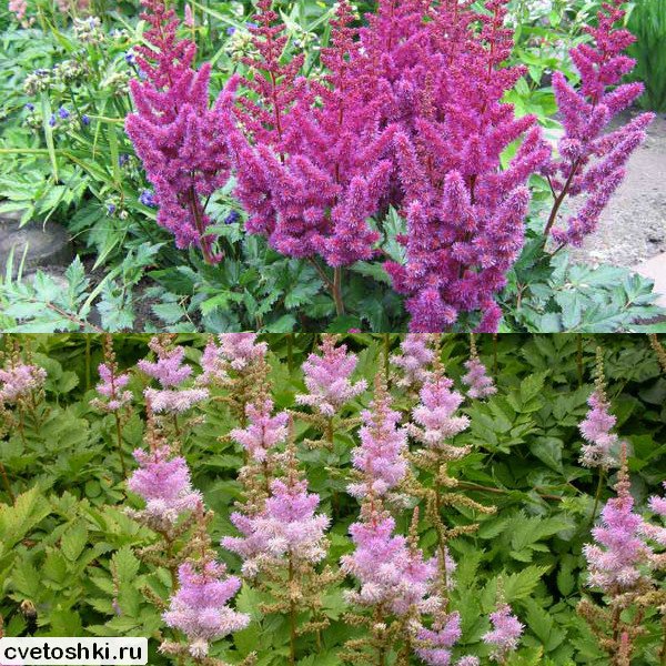 Astilbe chinensis (1)