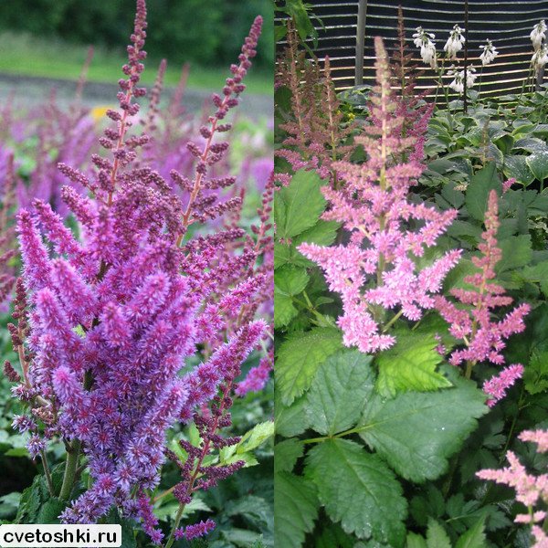 Astilbe chinensis (2)