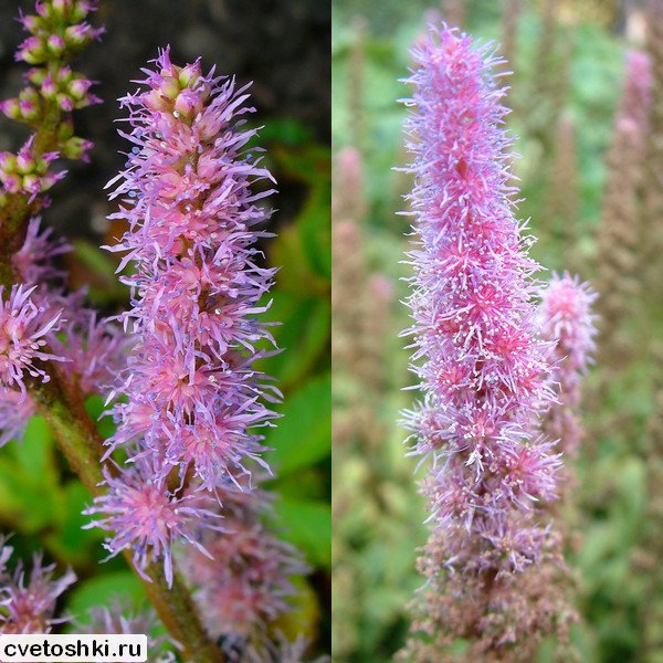 Astilbe chinensis (3)