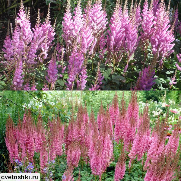 Astilbe chinensis (4)