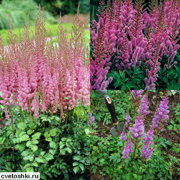 Astilbe chinensis (5)