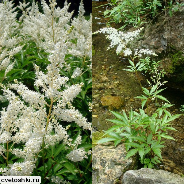 Astilbe japonica (1)