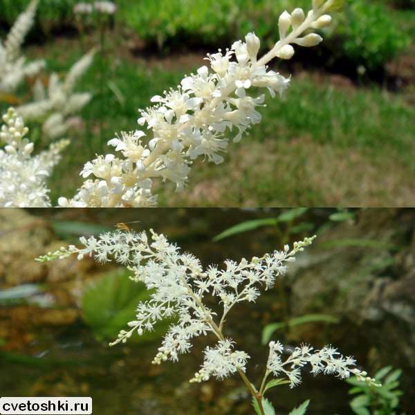 Astilbe japonica (2)