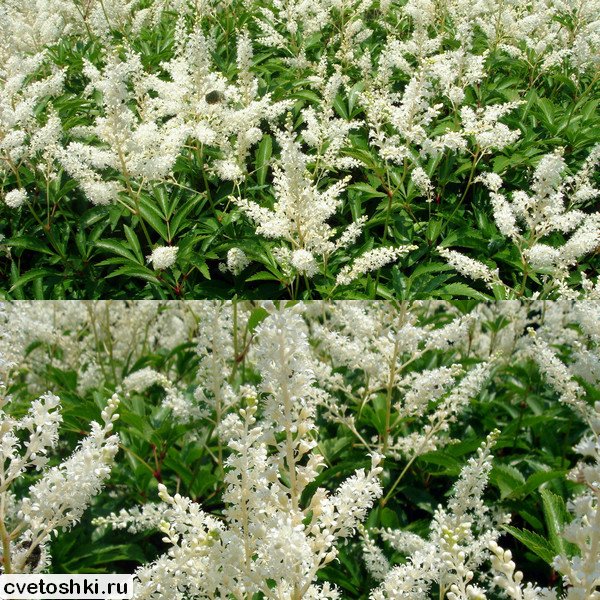 Astilbe japonica (3)