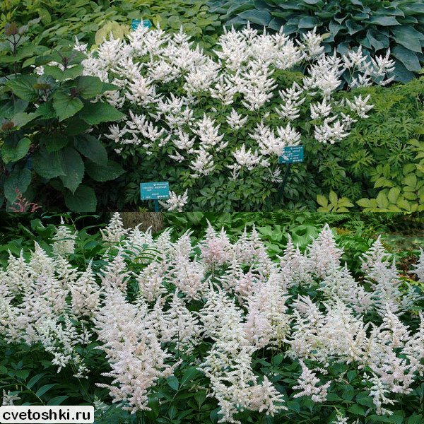 Astilbe japonica (4)