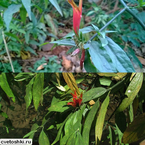 Beloperone plumbaginifolia