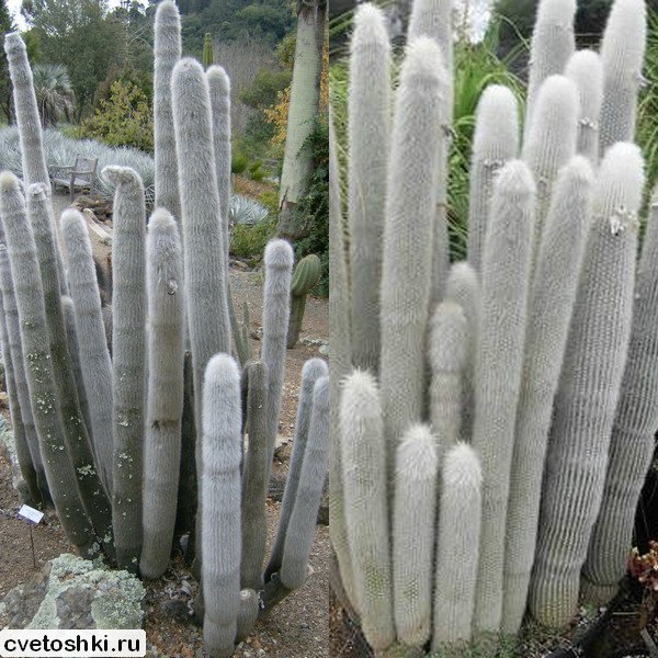 Cleistocactus strausii (10)