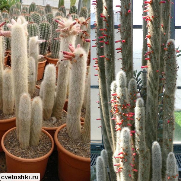 Cleistocactus strausii (11)